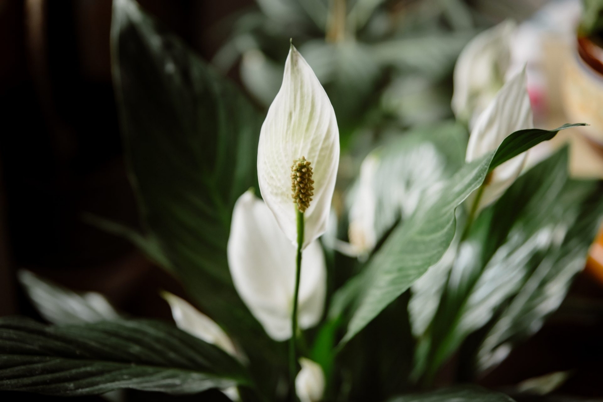 peace lily flowers