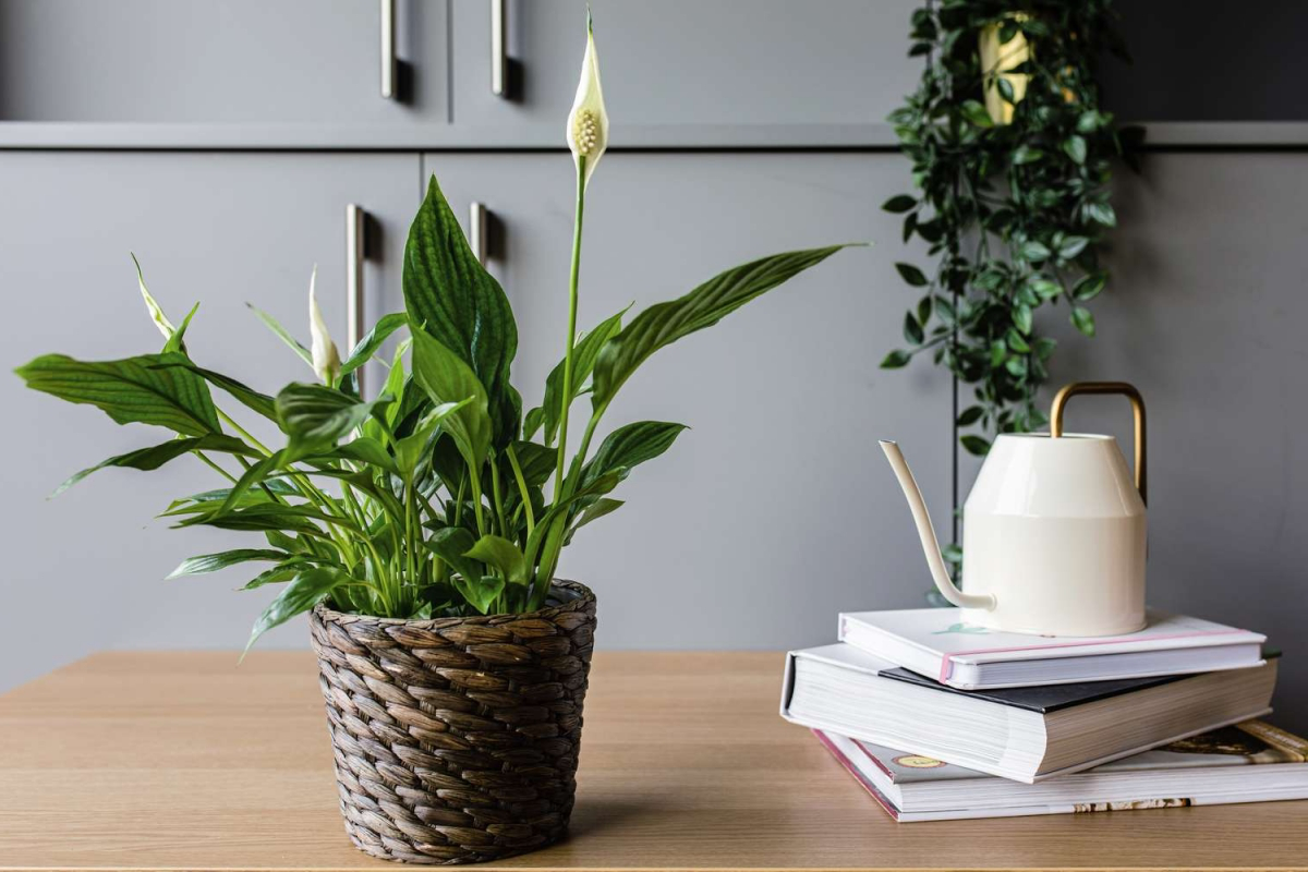 peace lily plant health benefits