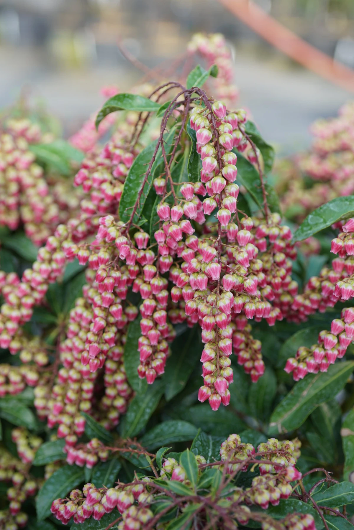 pink lily of the valley shrub