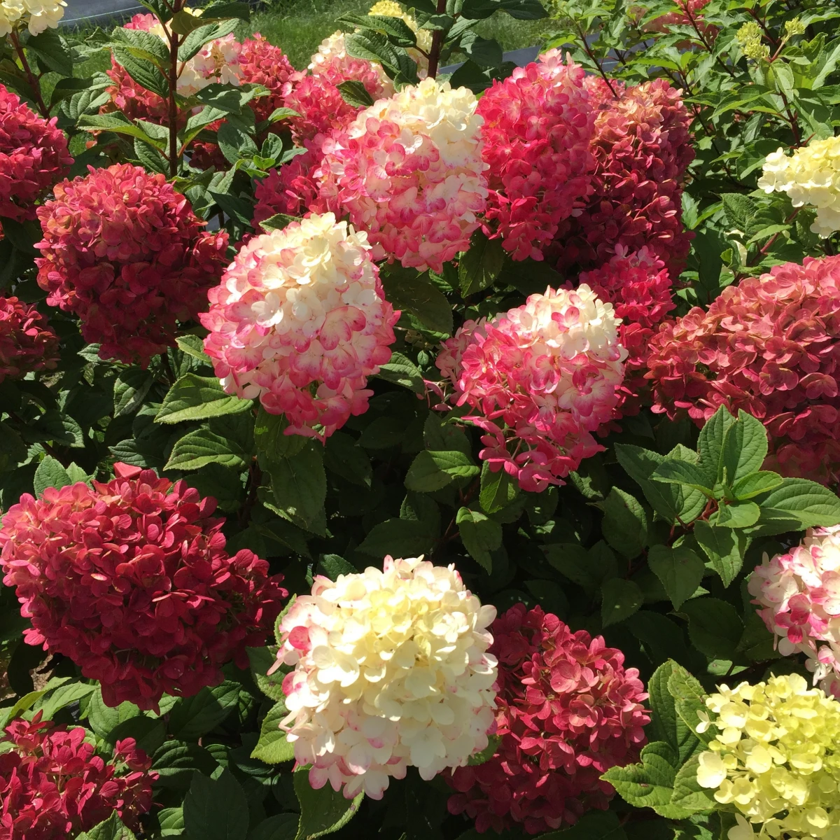 pink red and white panicle hydrangea