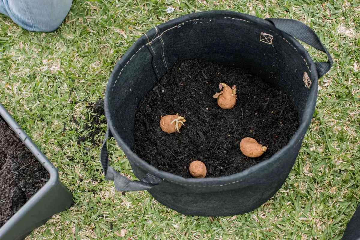 planting potato in container