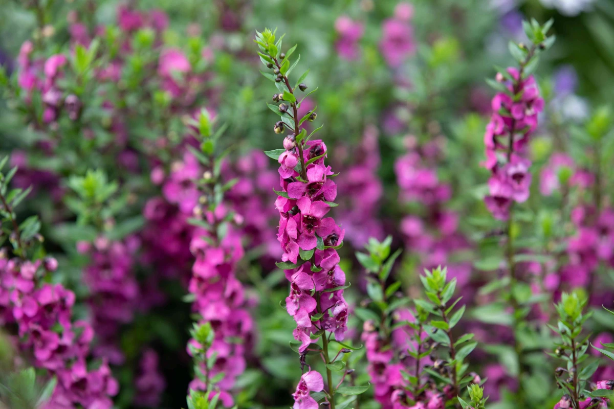 plants for containers angelonia pink flowers