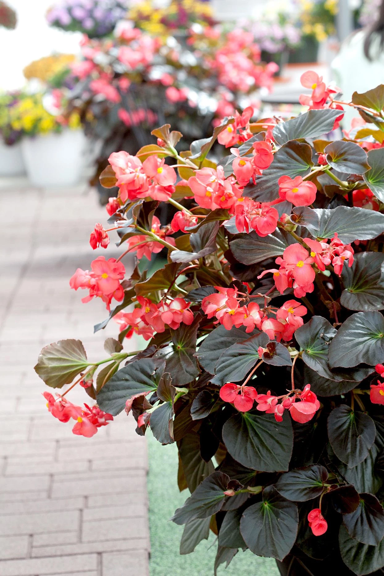 plants for containers begonias in pots