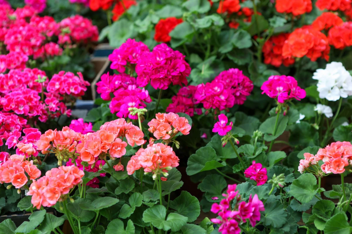 plants for containers geranium flowers in different colors