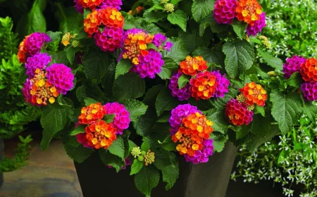 plants for containers lantana in a container