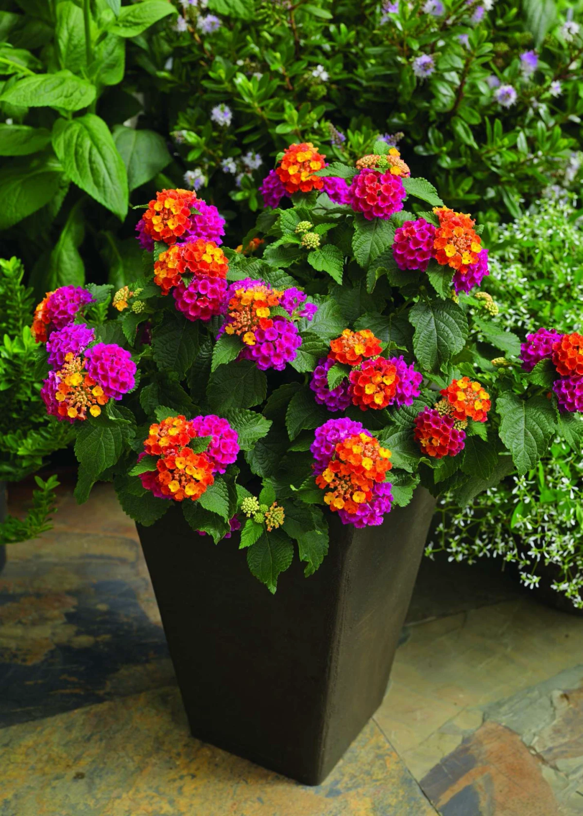 plants for containers lantana in a container