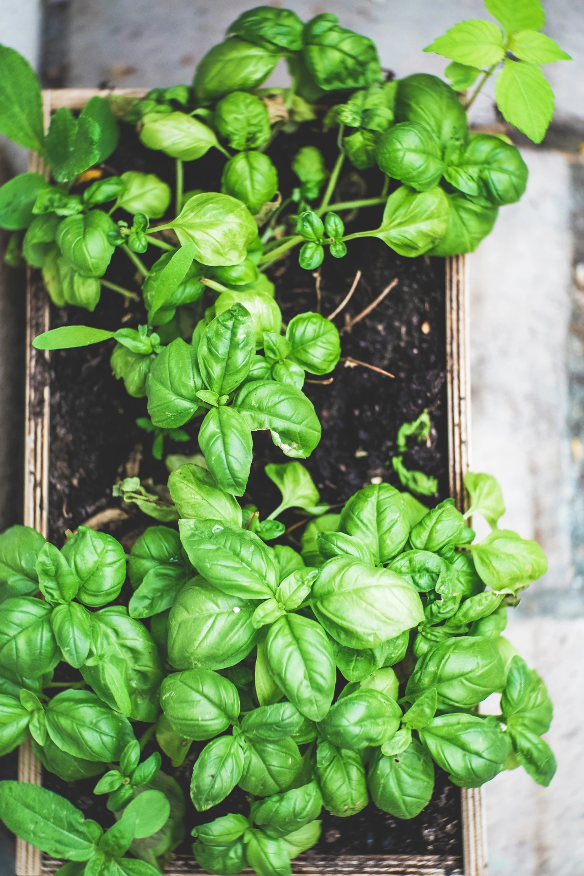 plants in containers basil growing in a pot