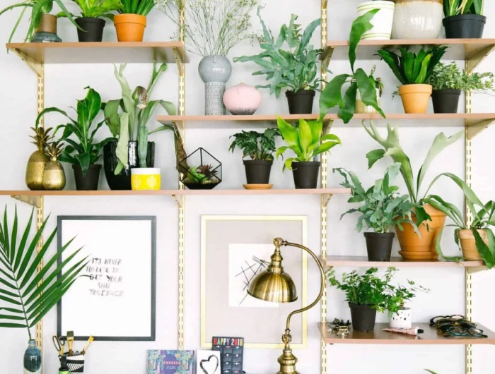 plants to put in a home office