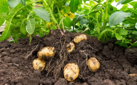 potatoes growing under plant