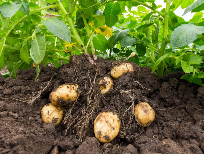 potatoes growing under plant