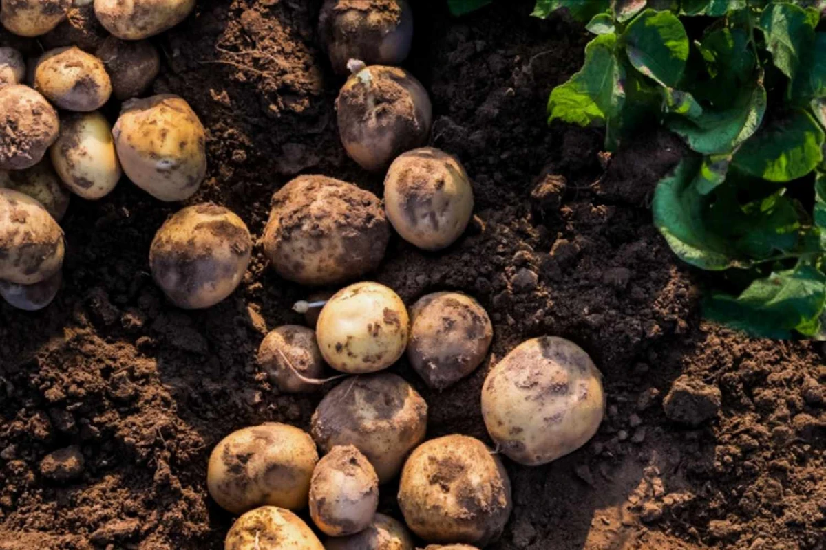 potatoes in the ground