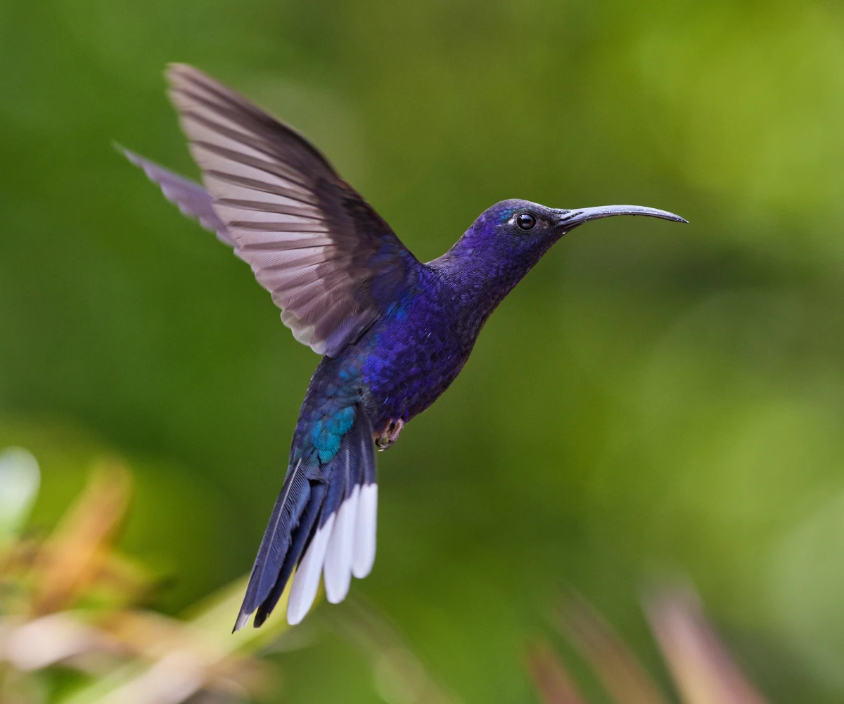 purple and blue hummingbird
