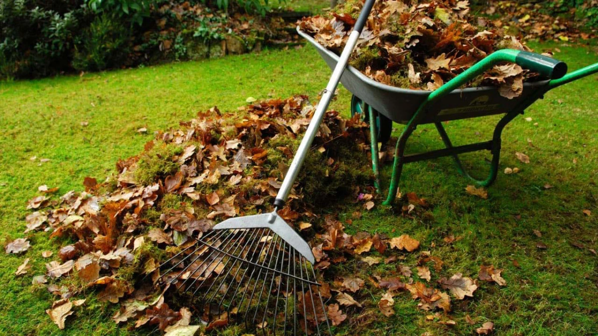 raking up leaves with rake