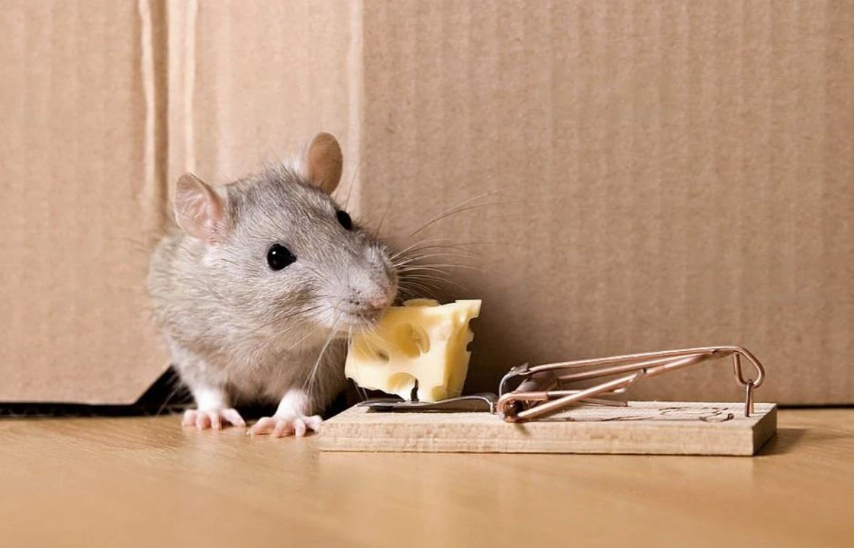 rat eating cheese off rat trap