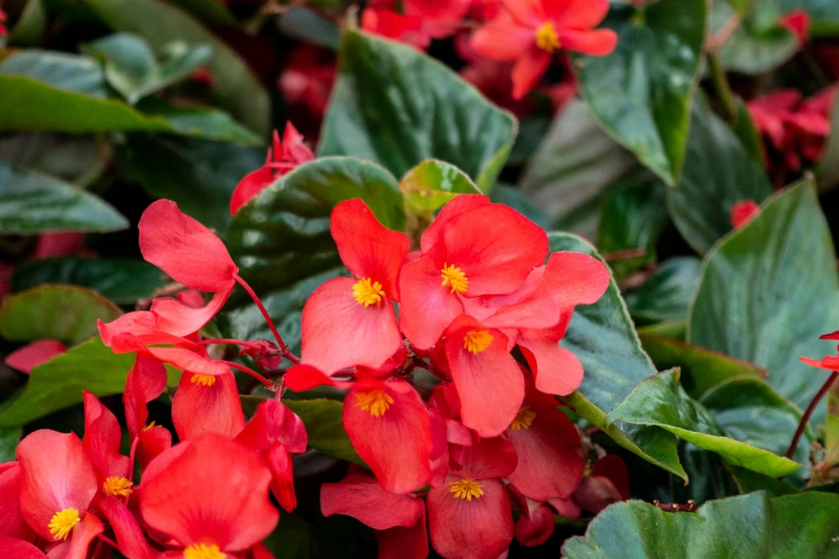 red bogonia flowers