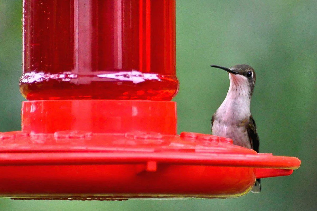 red food dye in hummingbird feeder
