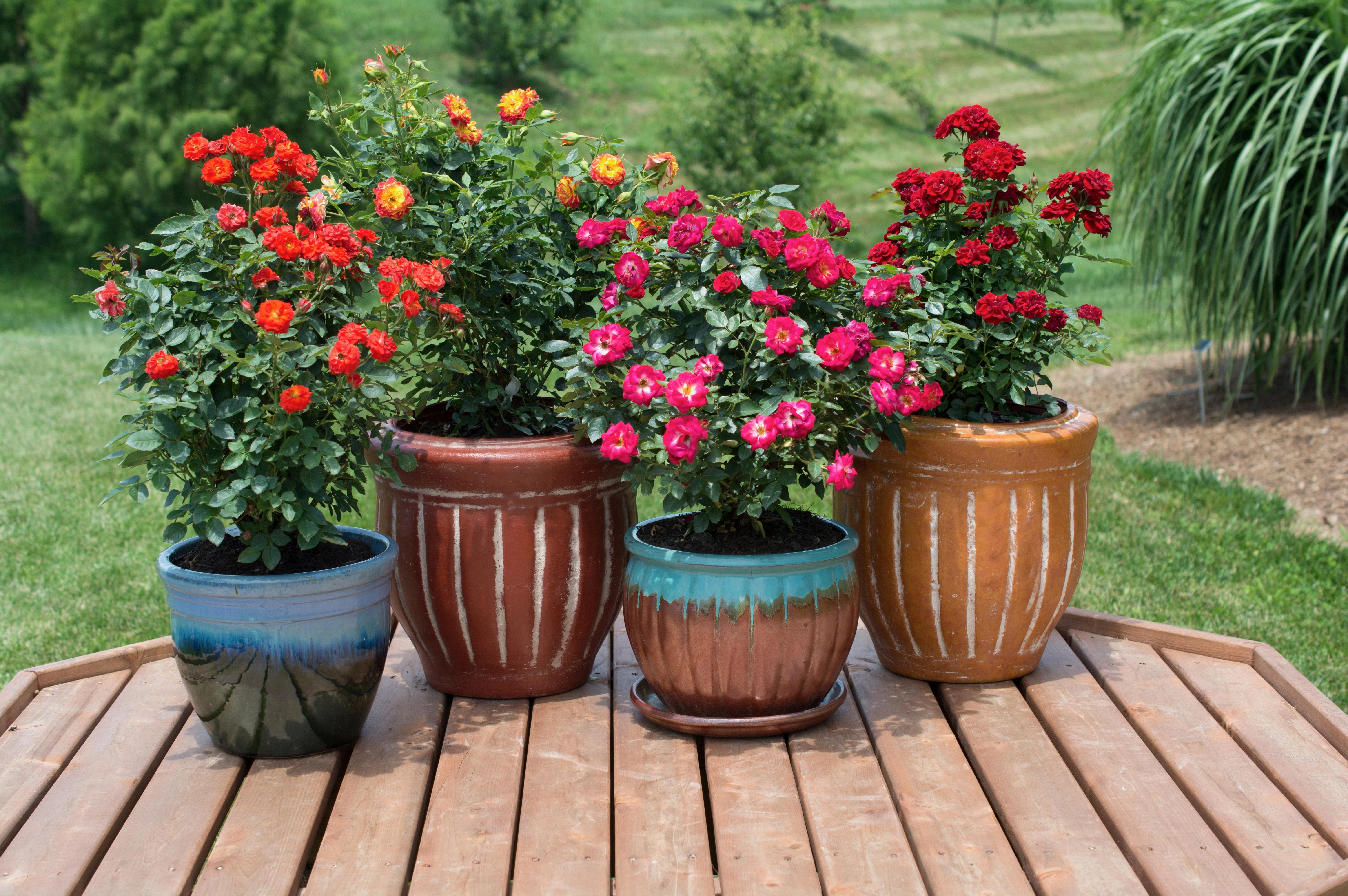 roses in containers on patio