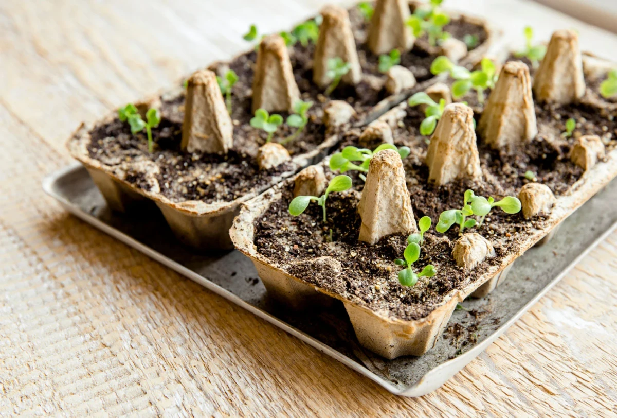 seed starter made from egg carton