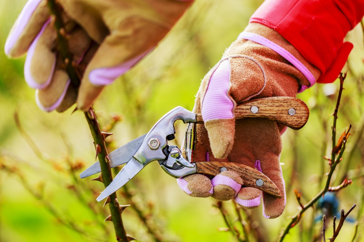 should you prune rose bushes before winter