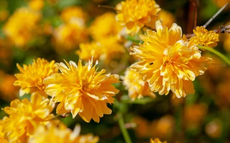 shrubs for shade yellow japanese shrub