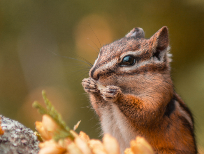 How To Get Rid Of Chipmunks: 7 Humane Methods