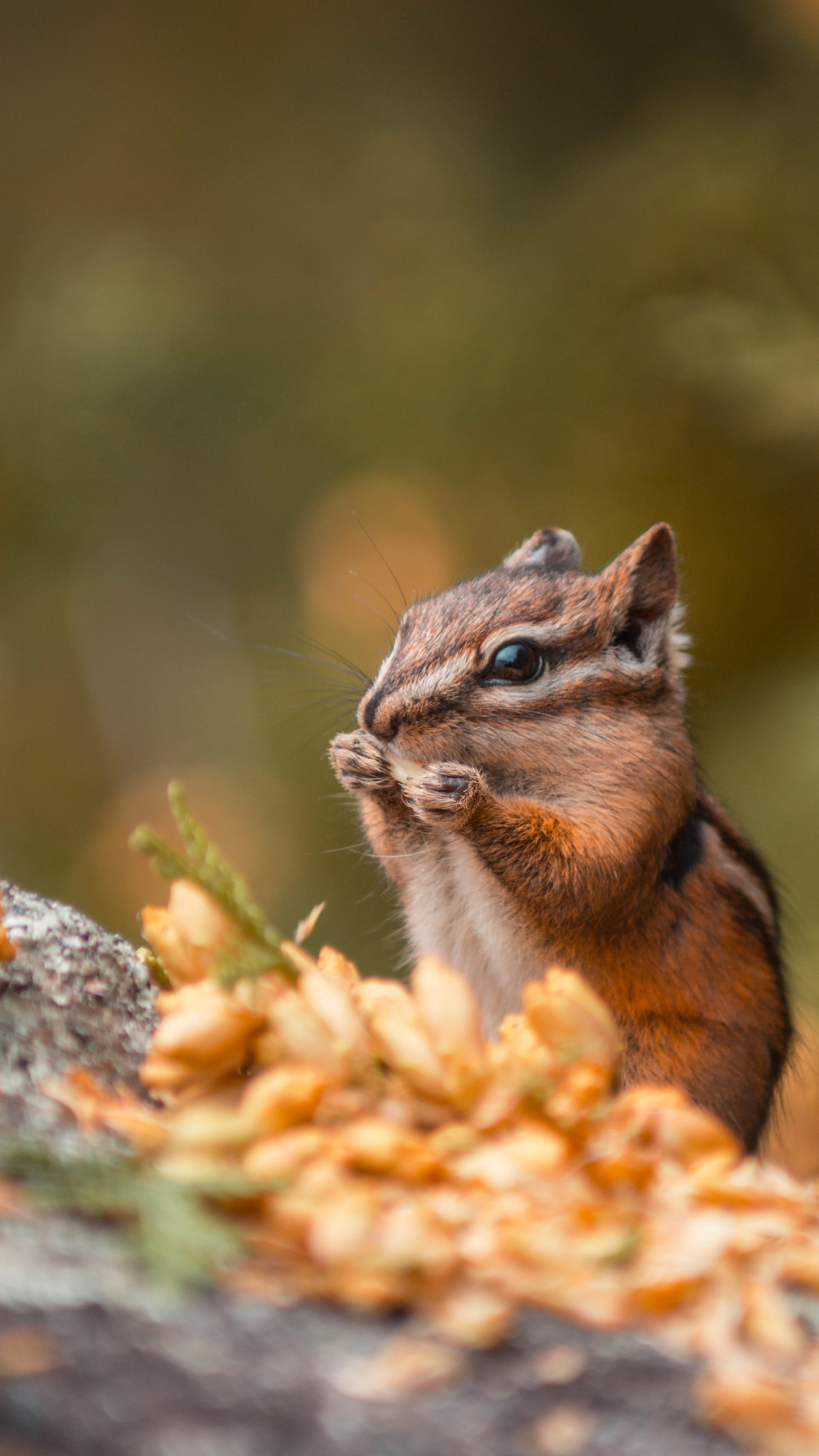 small chipmunk standing on leaves