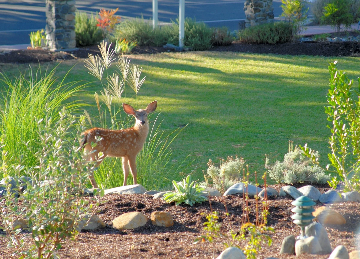 small deer in the garden