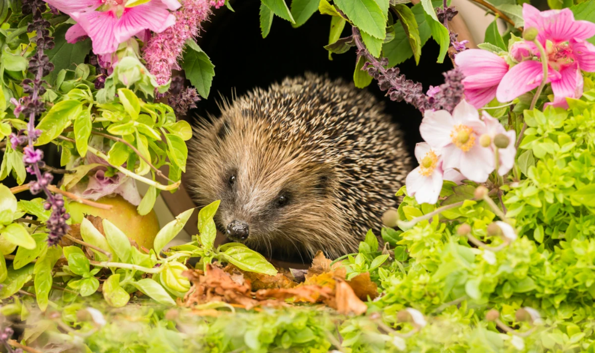 small hedgehog in flowers
