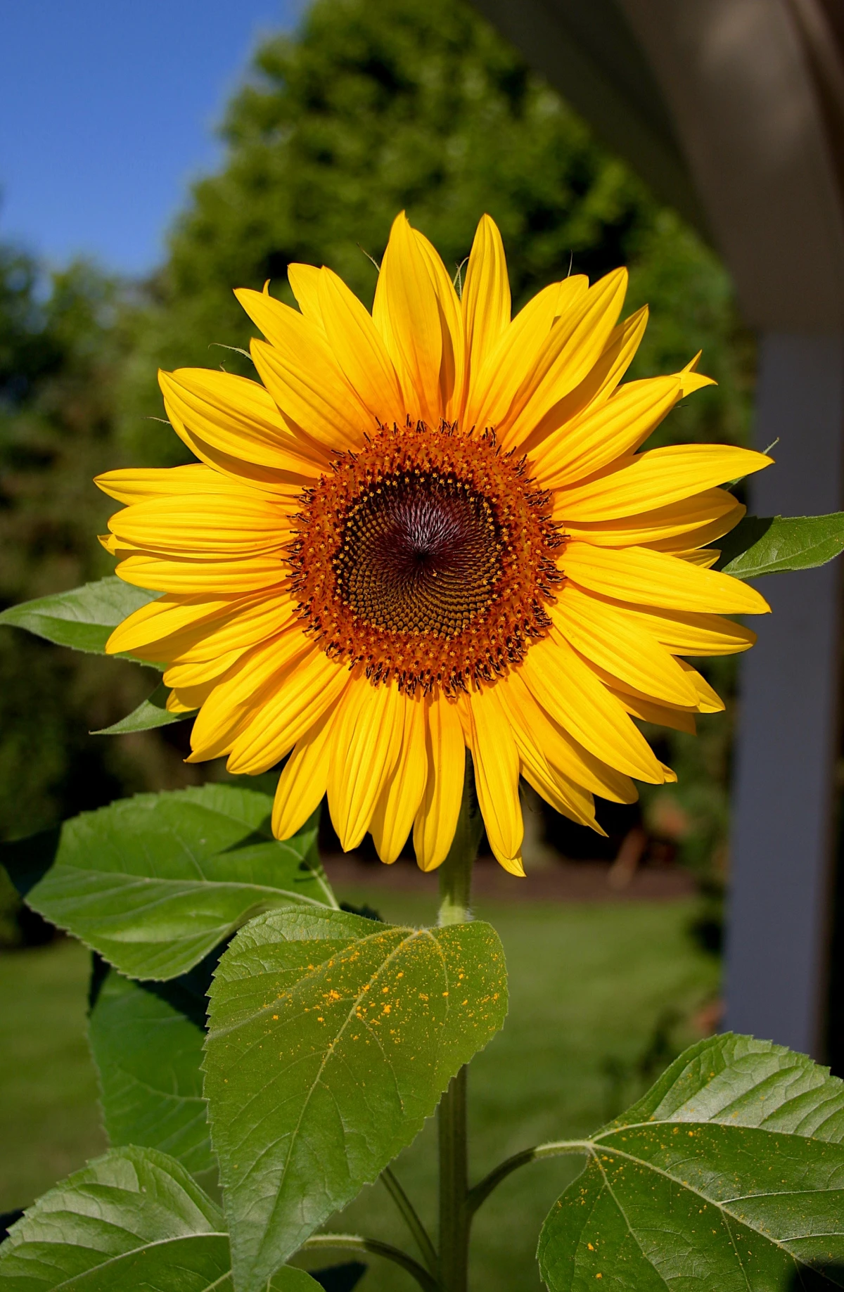sunflower plant growing