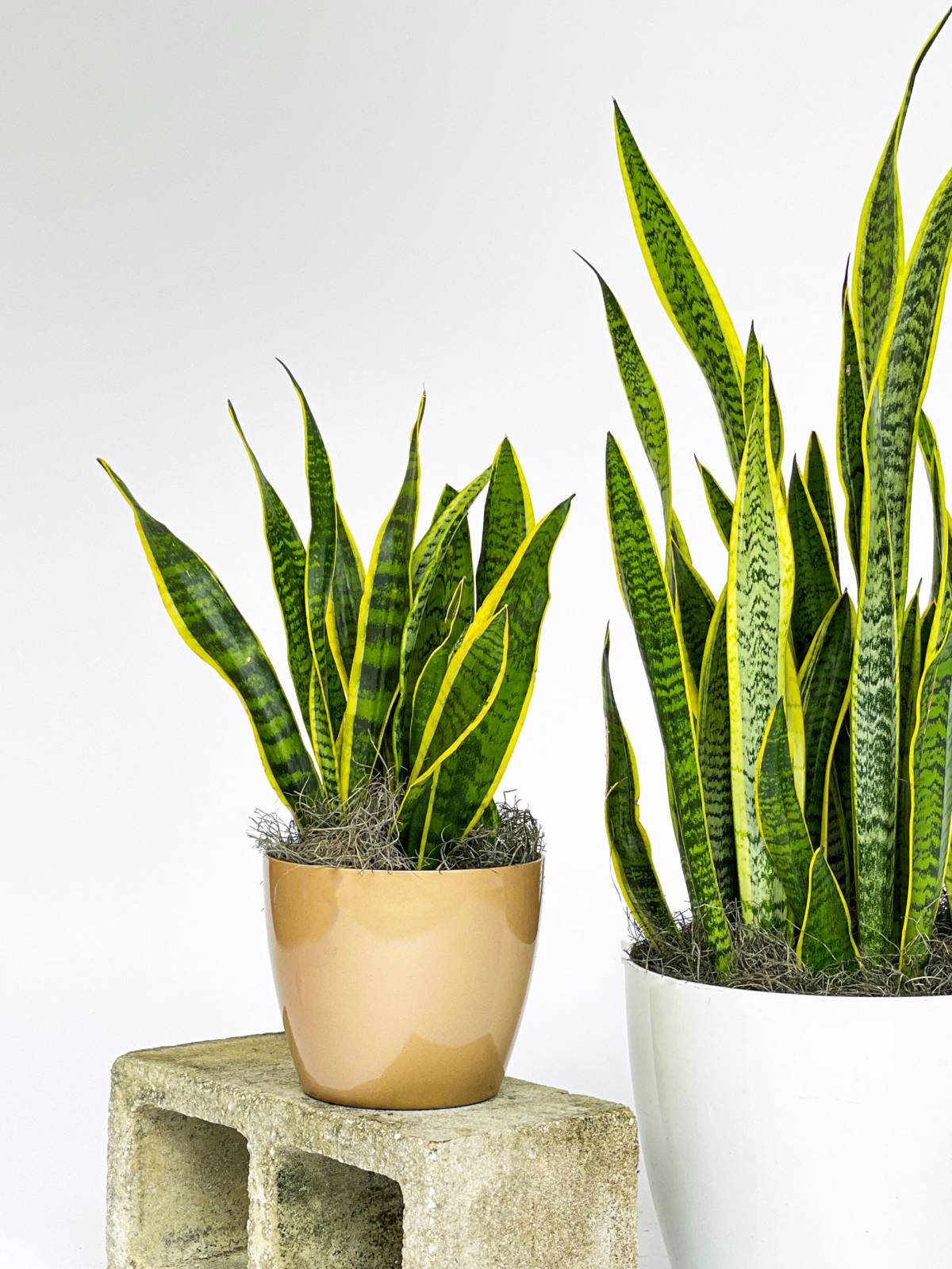 taking care of a snake plant