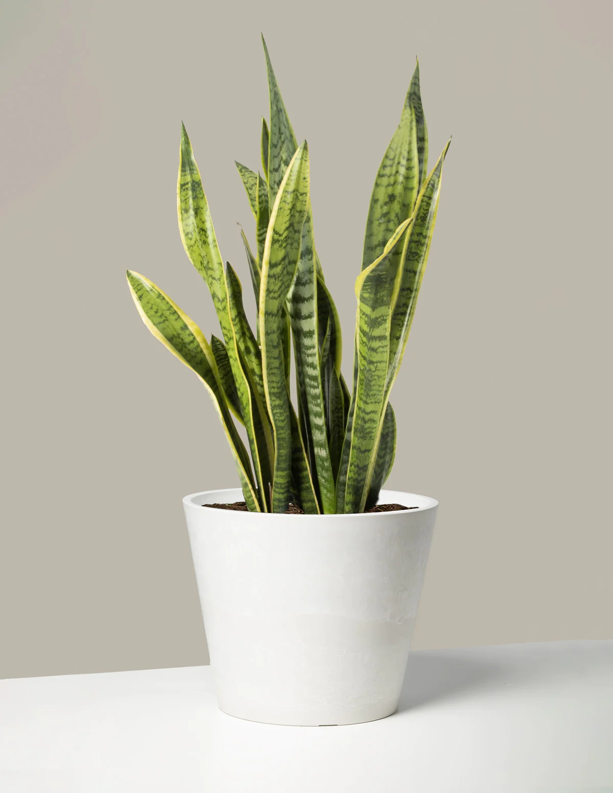 taking care of my snake plant.jpg