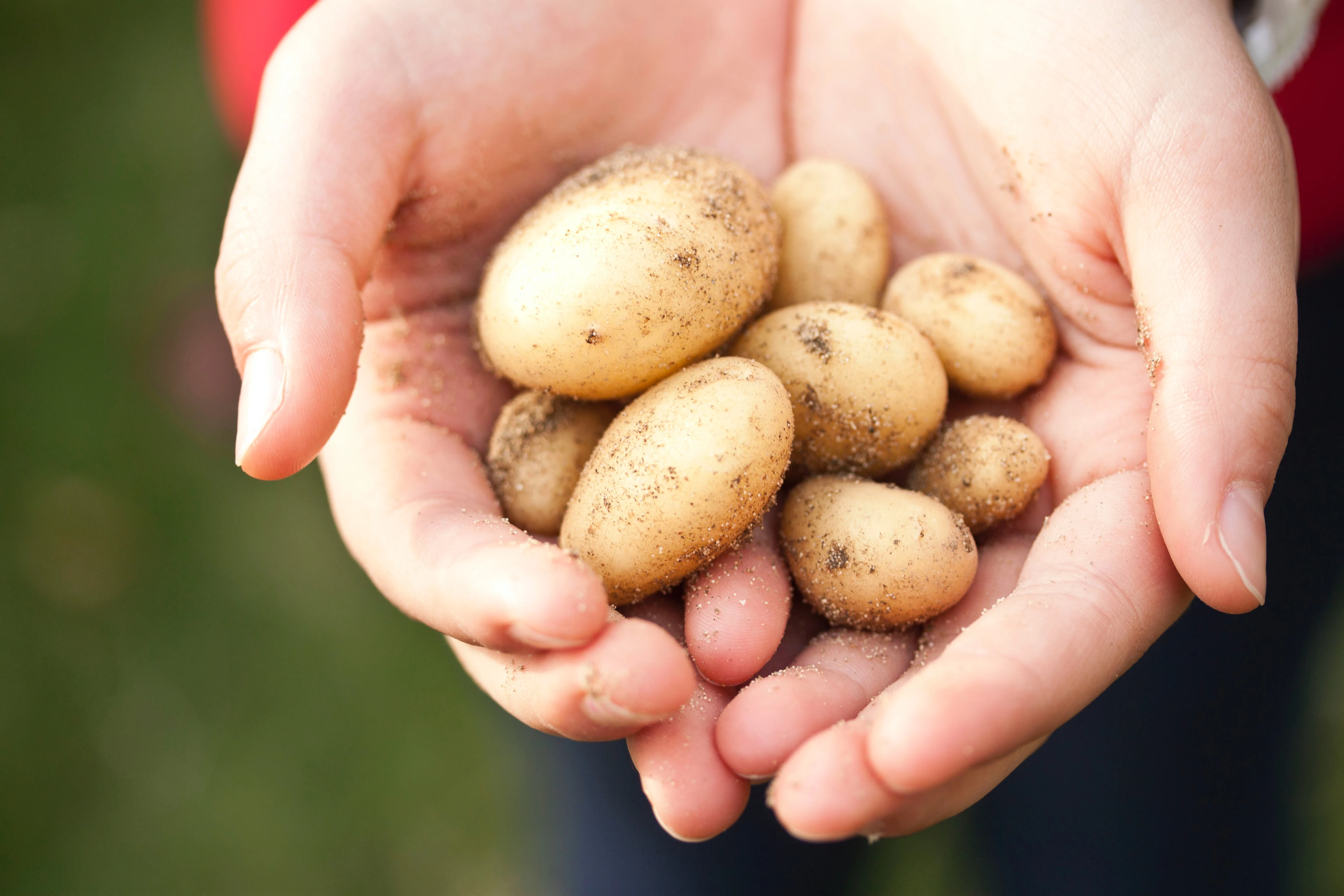 tiny potatoes in hands