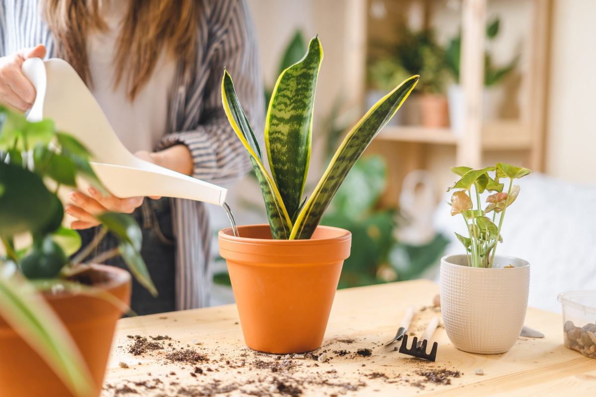 tips for taking care of snake plant