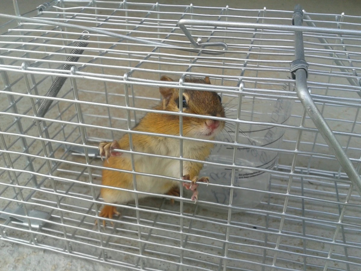 trapped chipmunk in trap