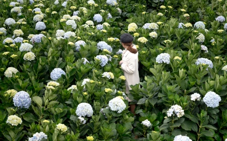 types of hydrangeas woman lost in a sea of blue and white hydrangeas