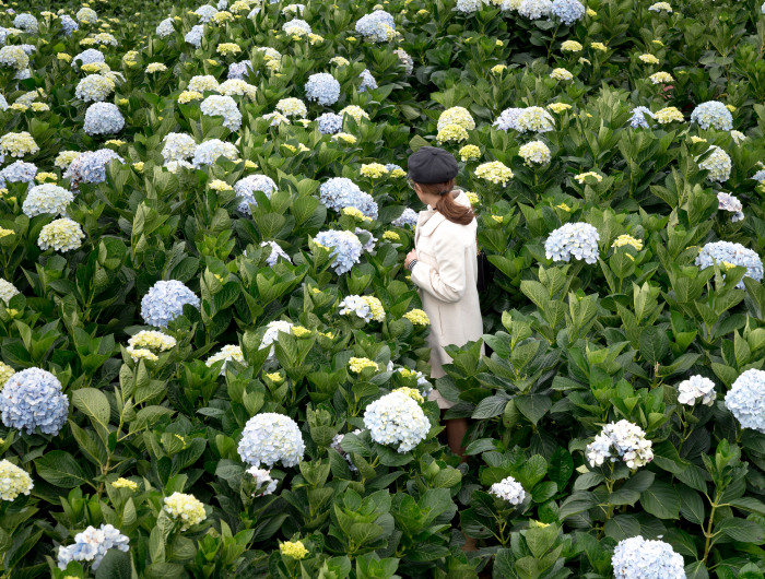 5 Best Types Of Hydrangeas For Your Garden