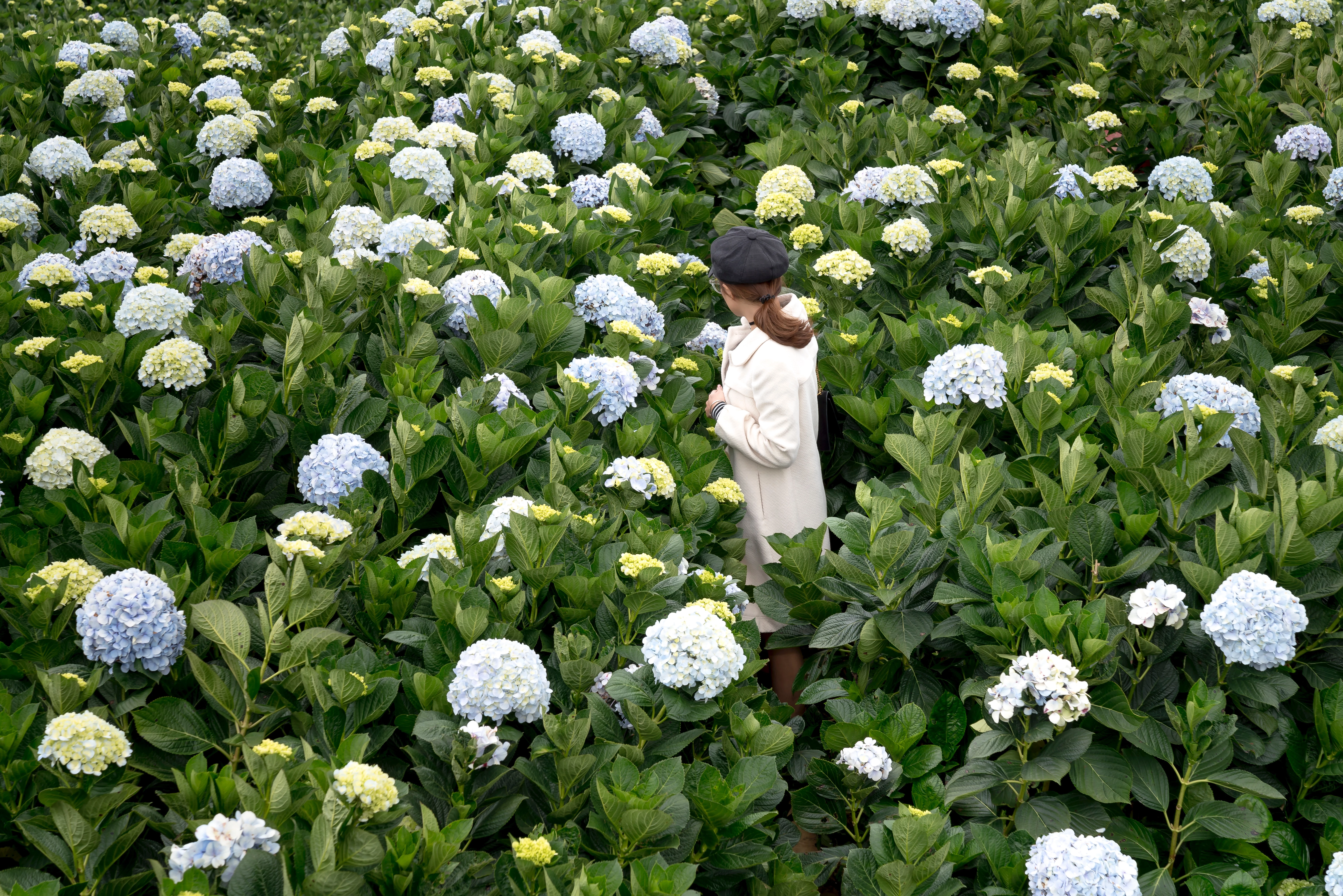 types of hydrangeas woman lost in a sea of blue and white hydrangeas