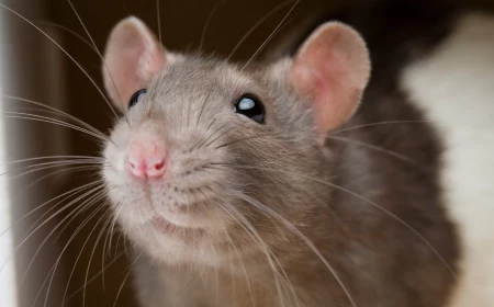 up close picture of a rat