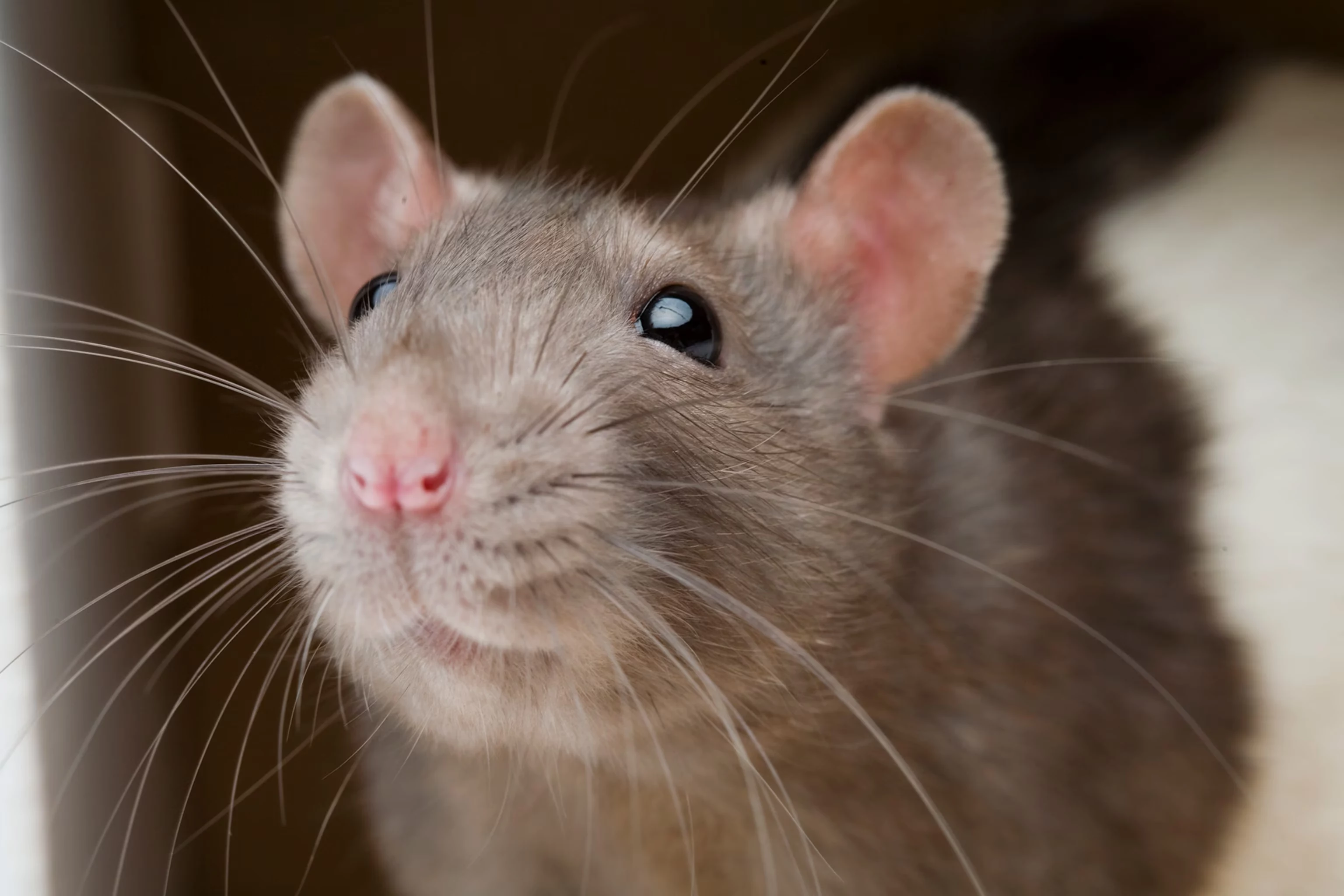 up close picture of a rat