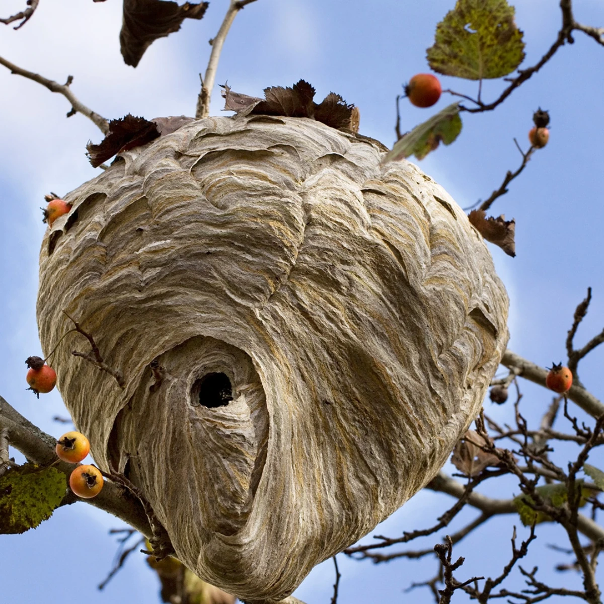 wasp nest papery nest on tree