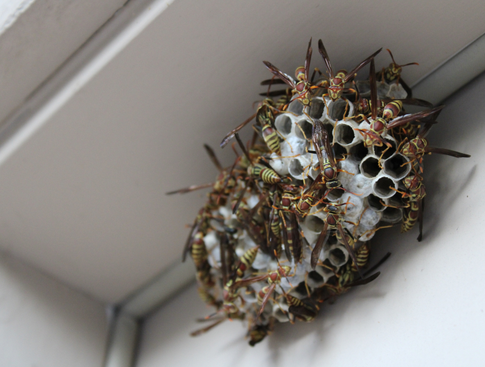 Wasp Nest Removal 101: How To Safely Get Rid Of A Wasp Nest