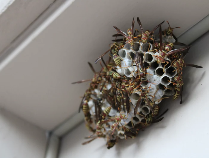 wasp nest removal nest of wasps