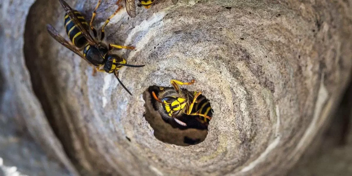 wasp nest removal paper wasp nest