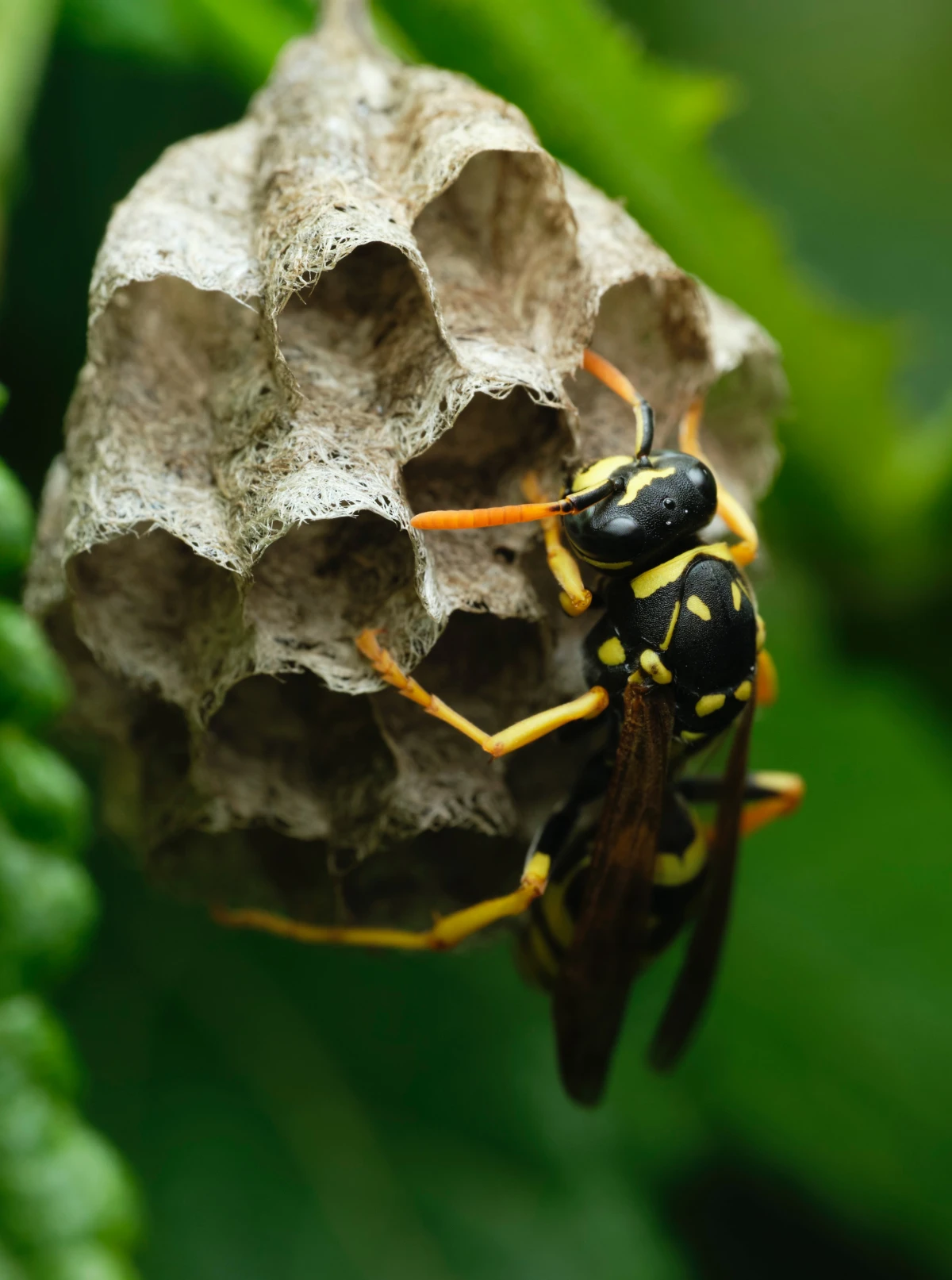 wasp nest removal waps in their nest