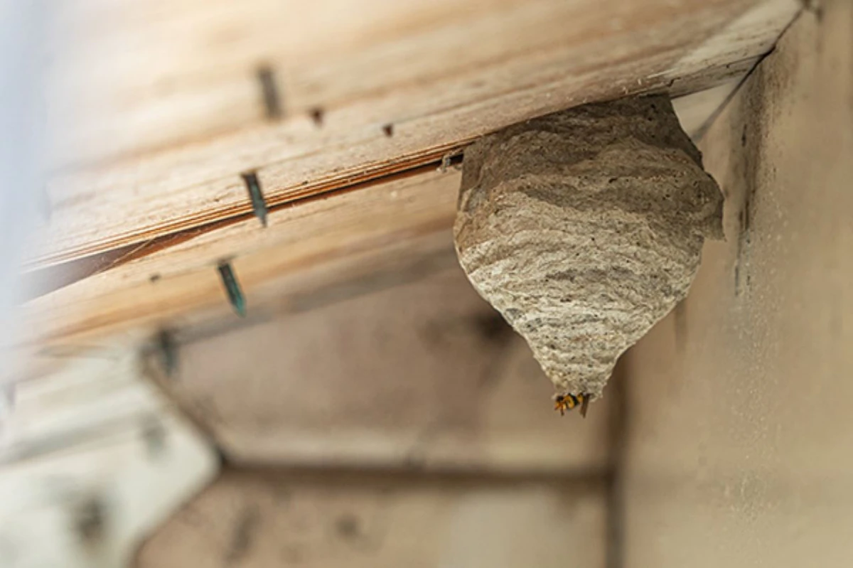 wasp nest removal wasp nest under wooden ceiling