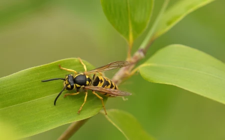 wasp on green leaves