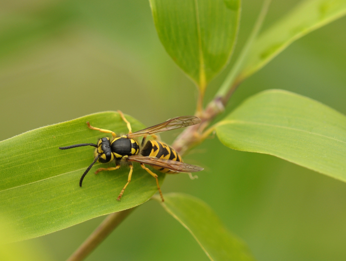 Buzz-off! Here Is How To Get Rid Of Wasps Easily