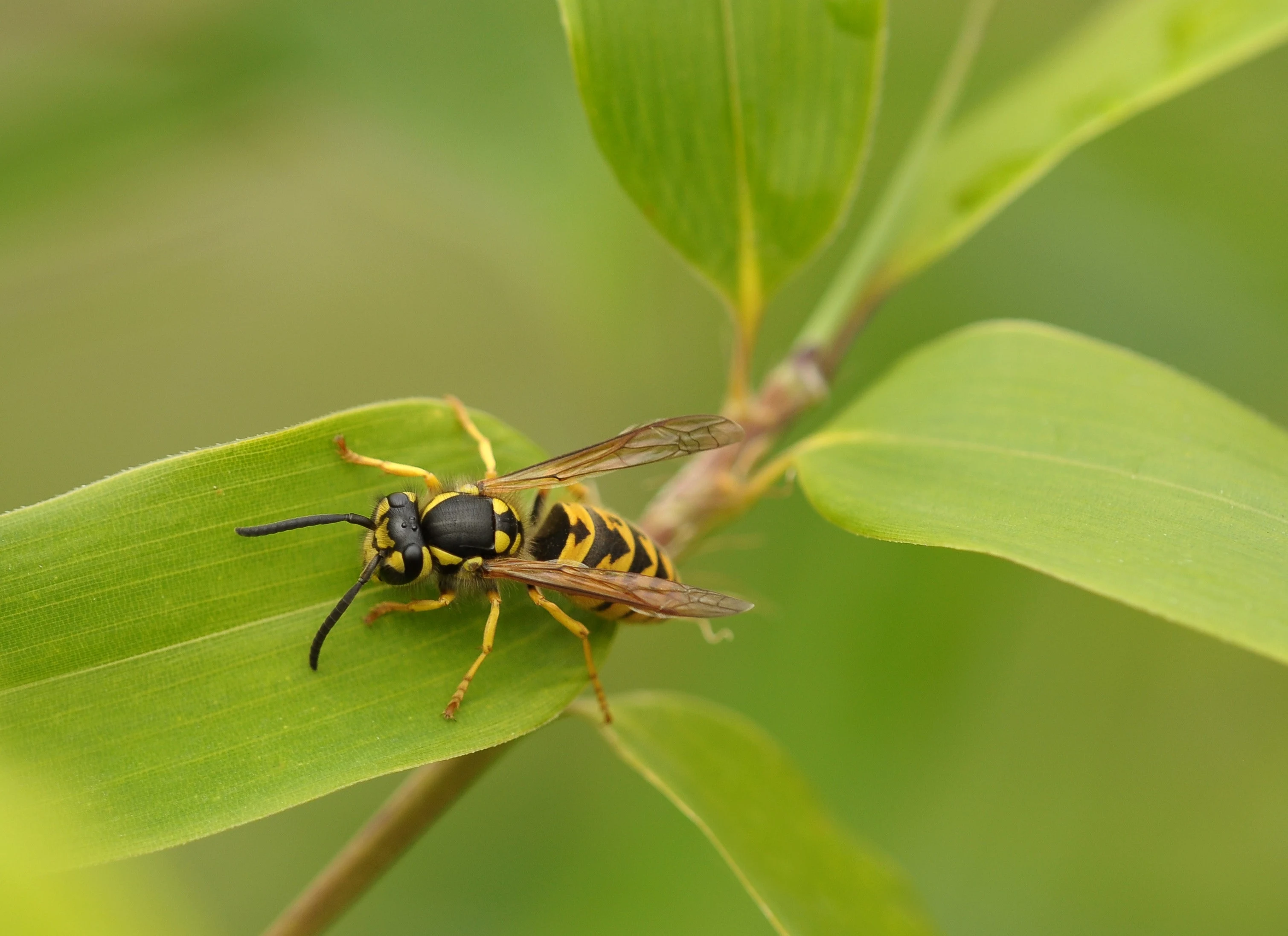 wasp on green leaves