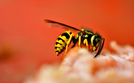 wasp repellent plants wasp on red background