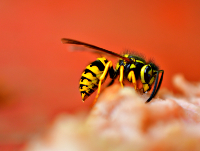 The Best Wasp Repellent Plants To Grow In Your Garden